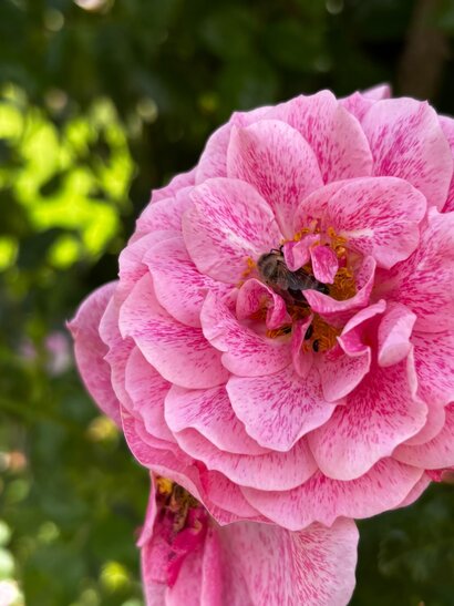 🌸🌸🌸Rozárium v Dolnej Krupej 