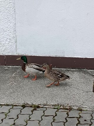 072982e72a85b9bae32e11a0c389fd4e