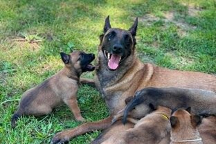 Zväčšiť fotografiu - 🐾🐾🐾iv.ah školský výlet v útulku 🐾🐾🐾