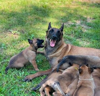 🐾🐾🐾IV.AH školský výlet v útulku 🐾🐾🐾