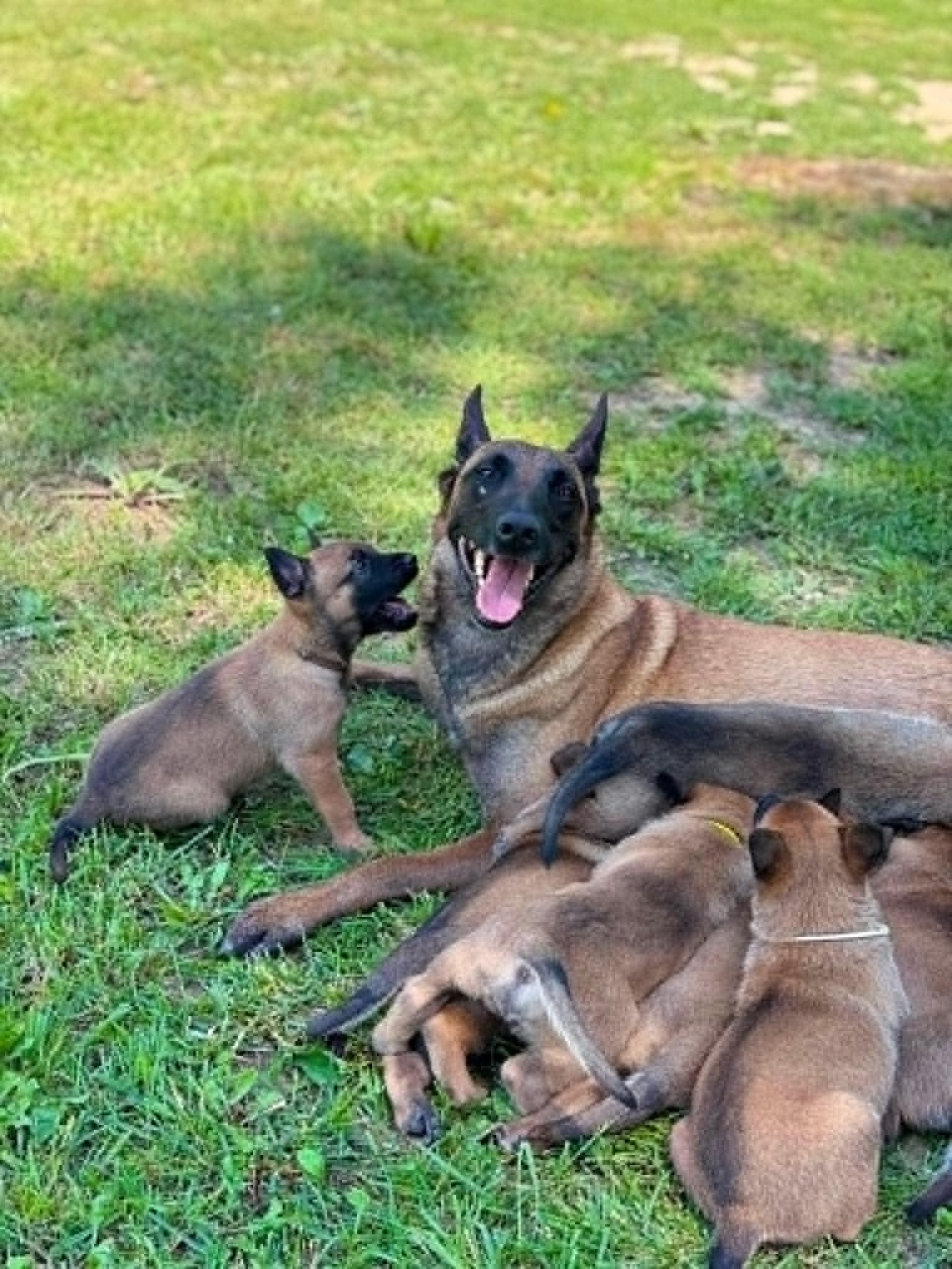 🐾🐾🐾IV.AH školský výlet v útulku 🐾🐾🐾